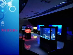 恐龍租賃與海獅表演 一線展覽服務(wù)的新趨勢